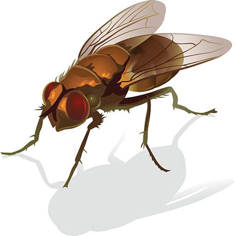 Housefly Illustrations Royalty Free Vector Graphics And Clip Art Istock