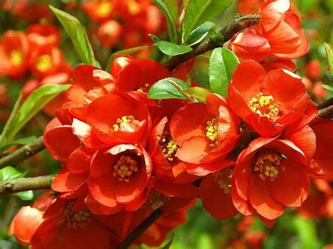 Quince Flowering Bush