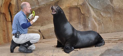 How Are The Seals Trained Animal Encounters English 1020