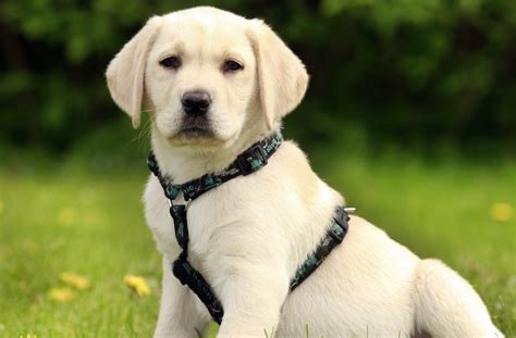 Check spelling or type a new query. Why your Labrador puppy needs a harness