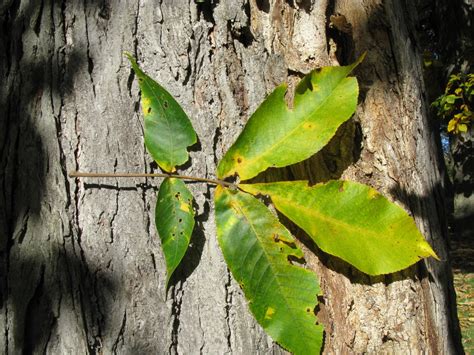Shagbark Hickory Trees Of Southern Quebec And Ontario Including
