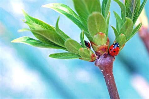 Ladybugs In Spring Stock Photo Image Of Leaf Macro 65890414