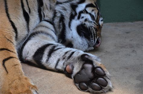 Tiger Paw By Dan Rieger Photo 13590919 500px