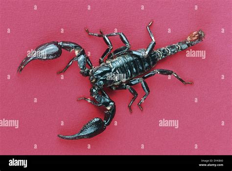 Blauer Thai Scorpion Fotografías E Imágenes De Alta Resolución Alamy