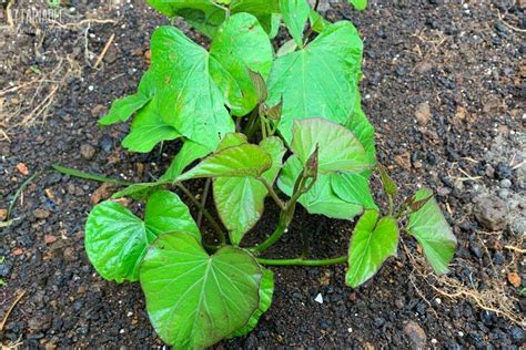 How To Grow And Care For Sweet Potato Plant In One Blog