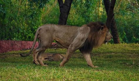 Asian Lion The Animal Facts Appearance Habitat Diet Behavior