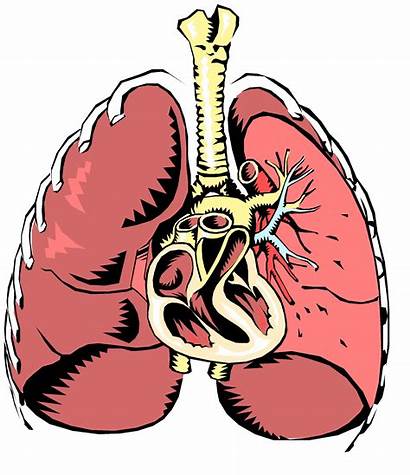 Respiratory System Clipart Respiration Lungs Transparent Breathing
