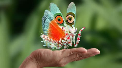 Top 10 Most Beautiful And Most Amazing Insects In The World Insects