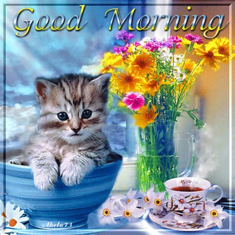 Good morning phrases with images and photos to wish a good day in portuguese. Cute Good Morning Cat Gif Pictures, Photos, and Images for ...