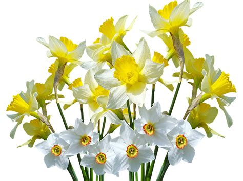 Spring Daffodils Osterglocken · Free Photo On Pixabay
