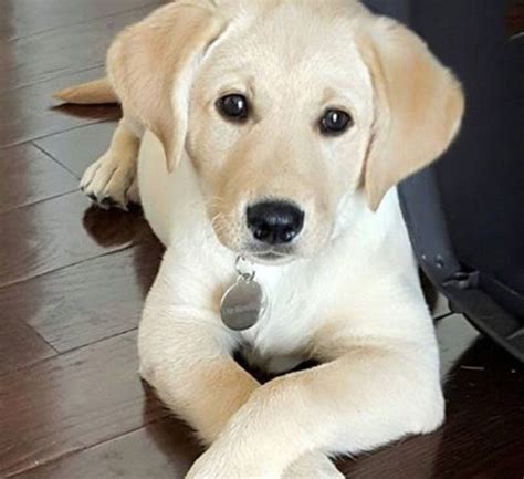 Golden Labrador Puppies For Sale Near Me Change Comin