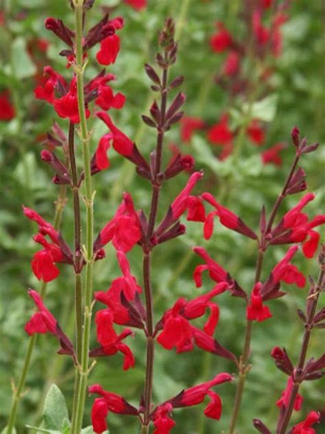 Salvia Windwalker Royal Red Perennial Bulbs Perennial Garden Garden