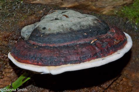 Fomitopsis Pinicola ‘red Banded Polypore 2 Photos And Description