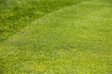 Golf Course Green Grass Background Stock Image Image Of Color