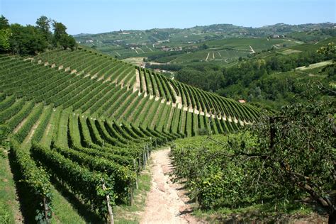Filemore Vineyards Of Piemonte Italy