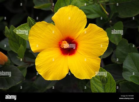 Yellow Hawaiian Hibiscus Hi Res Stock Photography And Images Alamy
