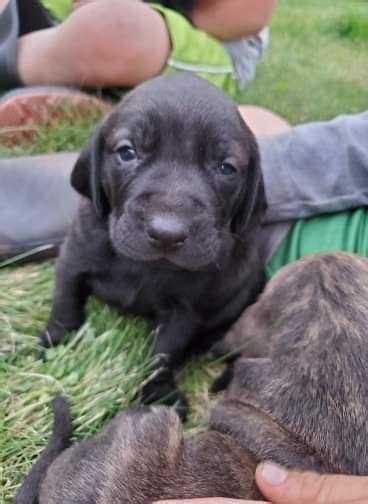 They have long drop ears that wrinkle the forehead when they are alert as well. Plott Hound Puppies For Sale | East Sunset Drive, WI #308565