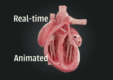 Realistic Human Heart 3d Model Cgtrader