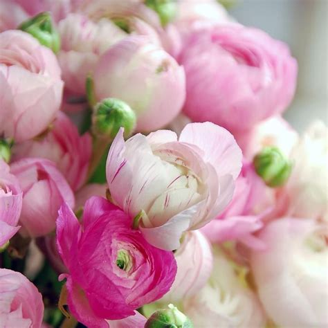 Ranunculus Tecolote® Pastel Mix Bulb Flowers Easy To Grow Bulbs