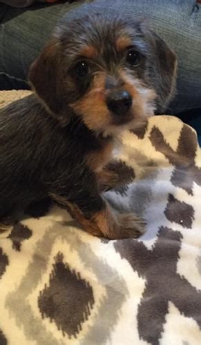 You know illinois is a large state and there are lots of places where you can find doxie puppies for sale. Miniature Dachshund Puppy for Sale - Adoption, Rescue for Sale in Yorkville, Illinois Classified ...