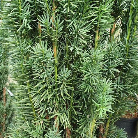 Buy English Yew Taxus Baccata Fastigiata Robusta Delivery By