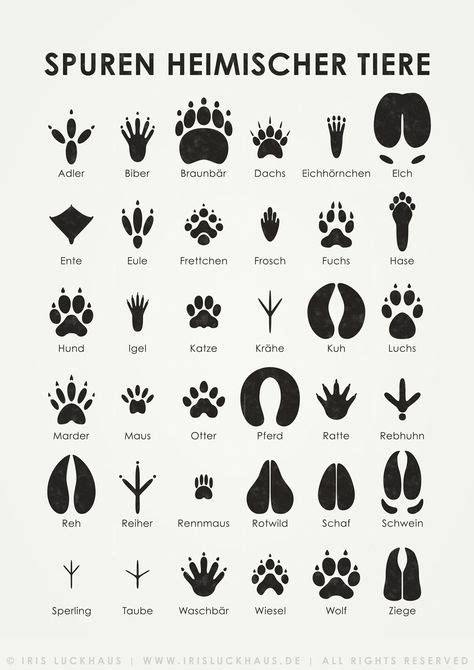 Sticker wissen natur tierspuren bei usborne verlag fur kinderbucher : Kunstdrucke | Tierspuren, Tiere, Infografik