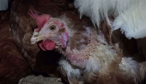 New York Times Chickens Out On Brutal Video The Dodo