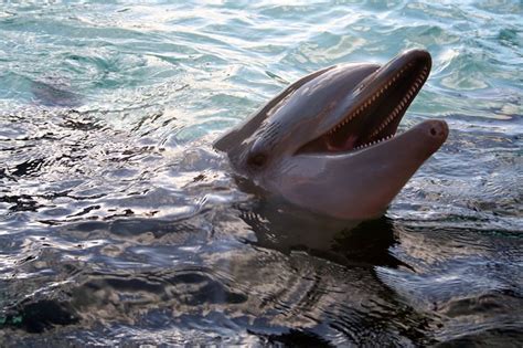Dolphin Teeth Flickr Photo Sharing