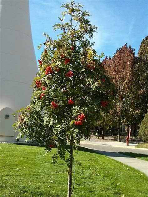 Basic Tree Tree Identification Regional And Community Forestry