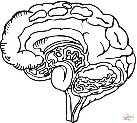 Human Brain Coloring Page Coloring Home