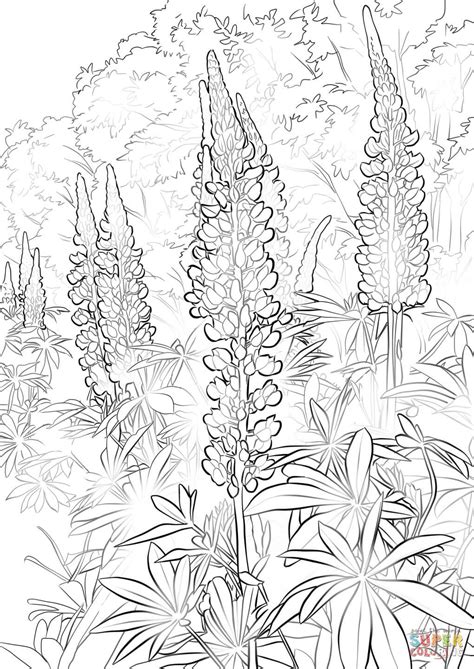 Photographer taking photo advanced coloring page. Bluebonnet Flower coloring page | Free Printable Coloring ...
