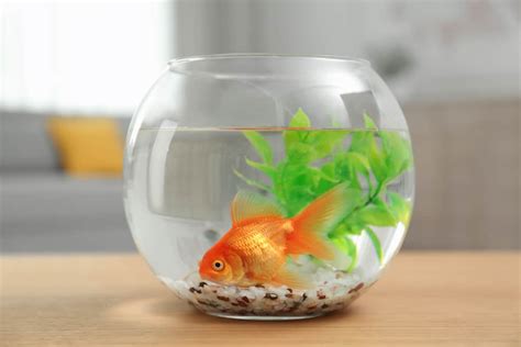 How To Clean A Goldfish Bowl Step By Step Guide