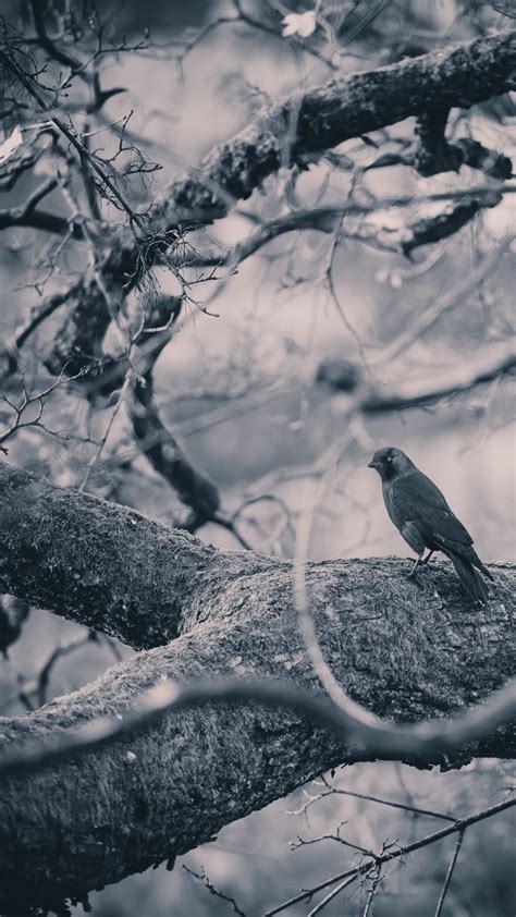 Check spelling or type a new query. 4K Crows Wallpapers High Quality | Download Free