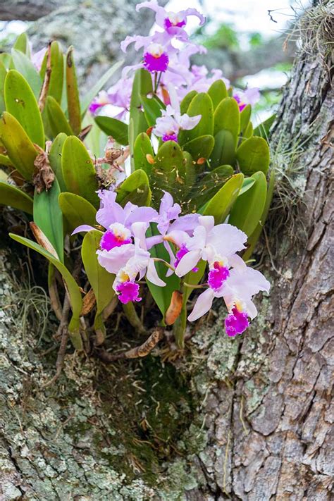 How To Grow And Care For Cattleya Orchids Gardener’s Path