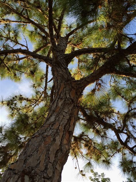 Wildewood Wonders Slash Pine Trees Make Pinecones In March