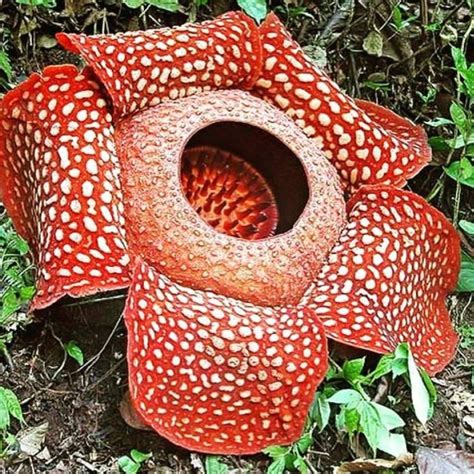 Check spelling or type a new query. 18+ Gambar Bunga Raflesia Bengkulu - Galeri Bunga HD