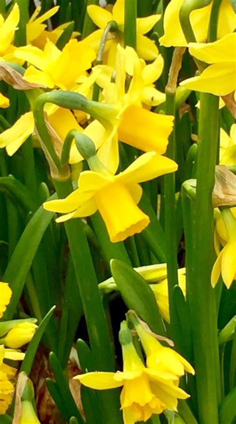Fiori gialli di narciso che sbocciano in giardino. Fiori Gialli Piccoli Simili Ai Narcisi / Fiori Gialli ...