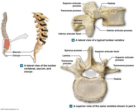 Lumbar Vertebrae 5 Diagram Quizlet