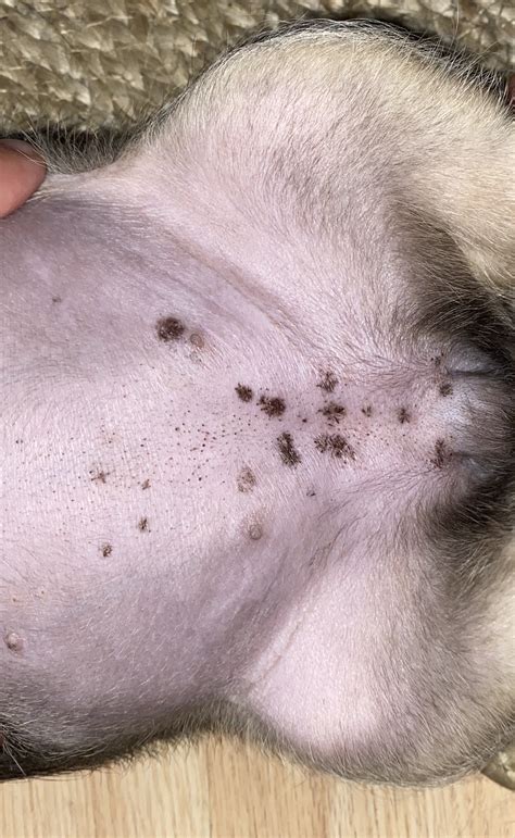 Black Spots On Puppys Belly Dog Forum Uk