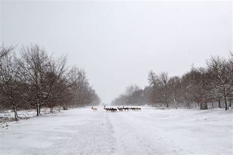 Web 1500 Knole Park In Snow Feb 7 2021 Deer Dsc0359 Kent Walks Near