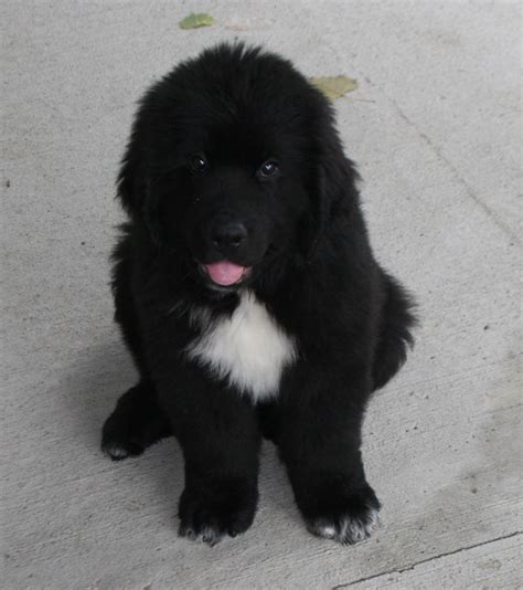 35 Most Beautiful Newfoundland Puppy Pictures And Photos