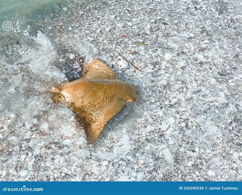 Cownose Rays Swimming In Shallows In The Gulf Of Mexico Stock Photo
