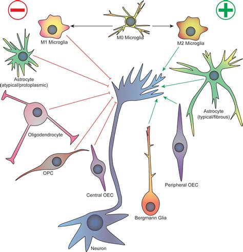 Frontiers Glial Cell Axonal Growth Cone Interactions In