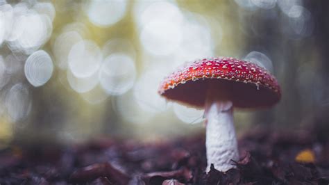 Macro Red Mushroom Around Dry Leaves 4K 5K HD Nature Wallpapers | HD ...