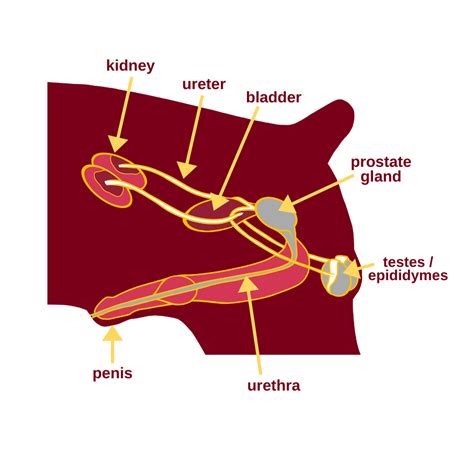 Male Reproductive System Front