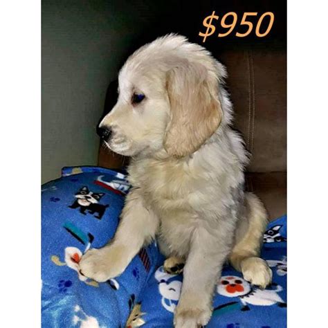 Our family kennel only has a limited number of litters (usually only 1 per year, or 1 every other year), so our beautiful english cream golden retriever puppies are usually. English cream Golden Retriever puppies. 9 weeks old in ...