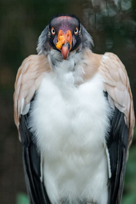 King Vulture Front View Eric Kilby Flickr