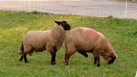 Animal Sex Sheep Are Mating Funny Best Funny Compilation 2013 Youtube