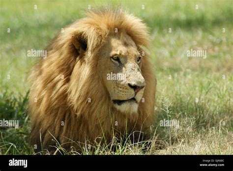 King Of Animals Stock Photo Alamy