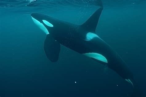 Die orcas schwammen nebeneinander und bauten gerade eine bugwelle auf, um die robbe von der scholle ins meer zu spülen. Northern Tales: PART 3 - The Orcas
